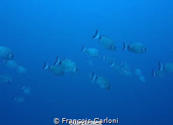 fish in progress..... by François Carloni 